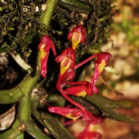 Robiquetia brevifolia (Lindl.) Garay